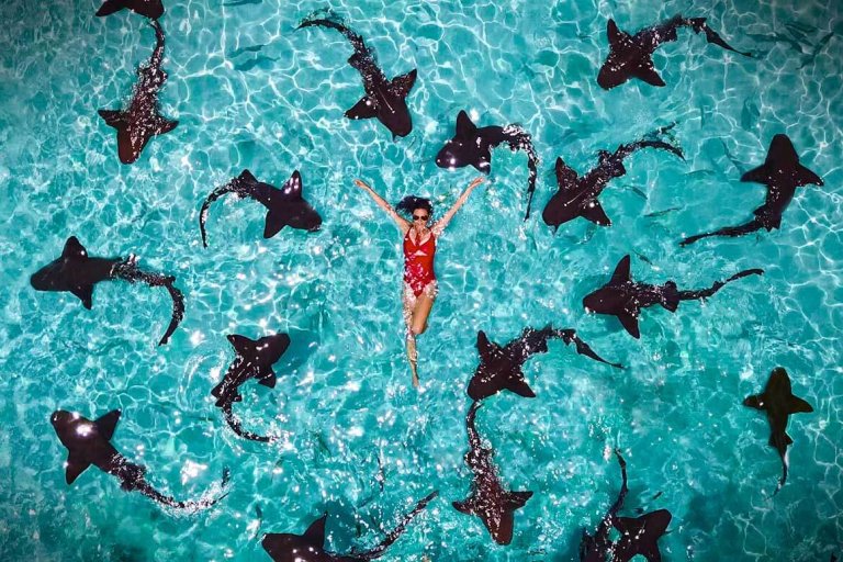 Swimming with sharks in the exumas with vacation couple. One of the best things to do in exuma at compass cay