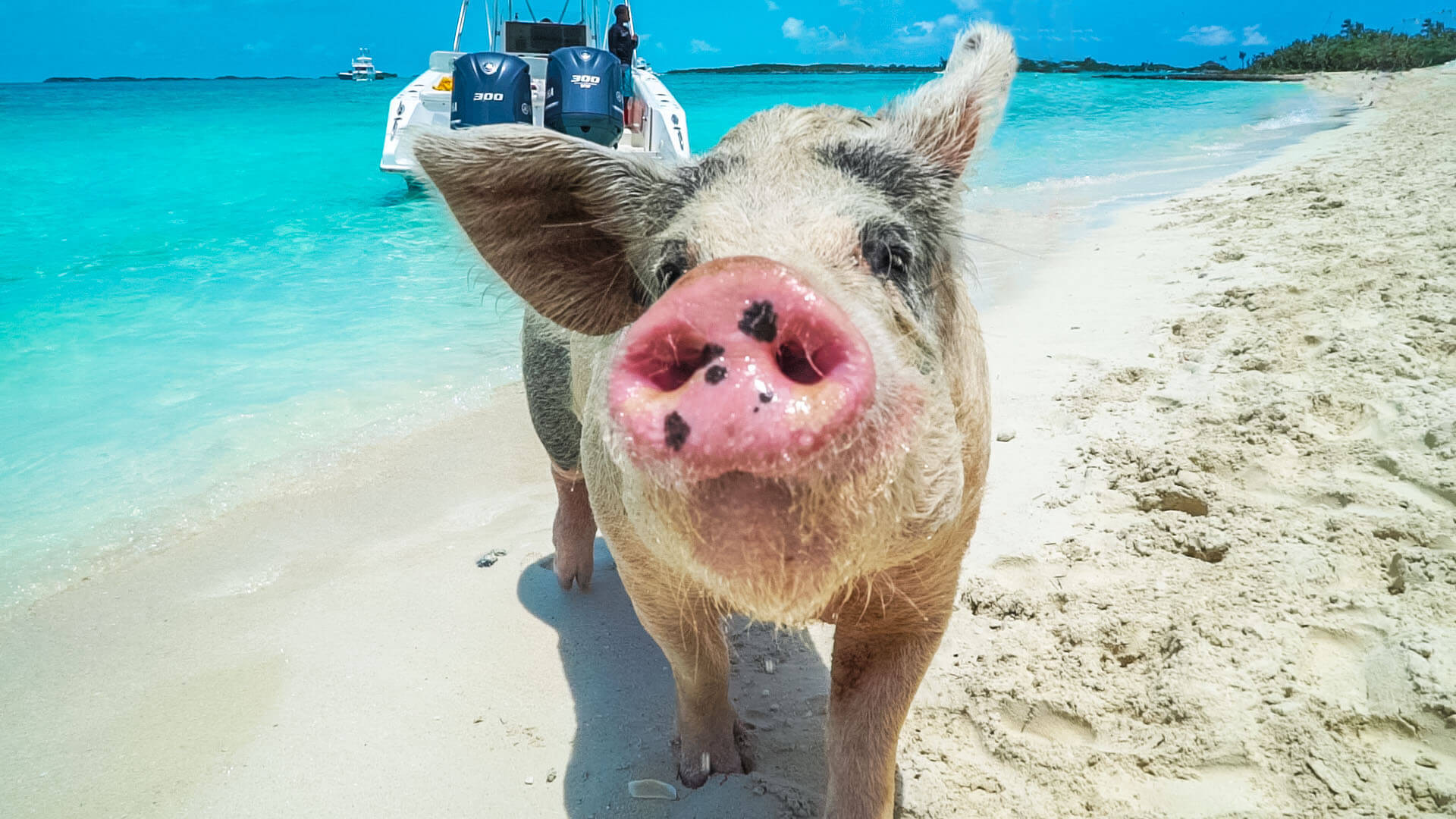 Pig close up shot on Pig Beach in The Exumas. One of the best things to do in Exuma